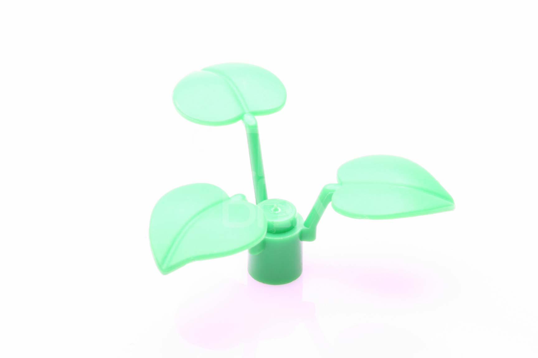 Pflanze mit 3 großen Blättern medium-grün