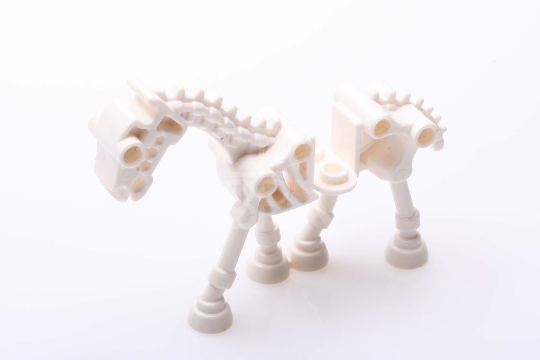 Pferde-Skelett weiss